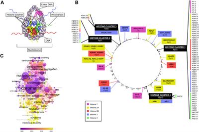Contribution of histone variants to aneuploidy: a cancer perspective